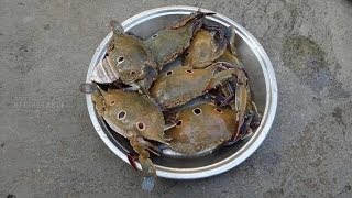 Crabs Cleaning or Peethalu Cleaning in Telugu (పీతలు శుభ్రపరచుట ఎలా?)