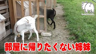 お部屋に戻りたくないヤギの姉妹　2022年9月26日 Goat Farm 手作りヤギ牧場　吉がけ牧場