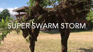 Super Swarm Storm