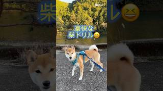 豪快な柴ドリルを見せる柴犬😆#shiba #shorts #shortvideo #youtubeshorts #田舎暮らし #柴犬 #しばいぬ #散歩 #かわいい犬