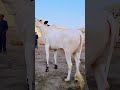 Farrukh Cattle Farm Collection 2024 #mashallah #vlogsbywasifsheikh #cowmandi2024 #fatehjang #100k