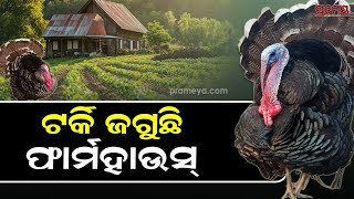 ଫାର୍ମ ହାଉସ ଜଗିଛି କୁକୁଡ଼ା 'ଟର୍କି',  ସୁରକ୍ଷା କର୍ମୀ ଭଳି ଅଚିହ୍ନା ଲୋକଙ୍କୁ ପାଖ ମଡ଼ାଇଦେଉନି | Prameya