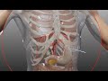 percutaneous transhepatic cholangiography