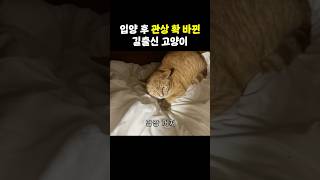 입양 후 관상이 확 바뀐 고양이