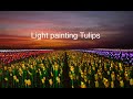 CREATING TULIP  FIELDS WITH LIGHTS |  long exposure photography | Lightpainting