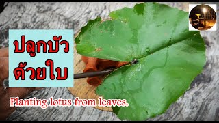 ปลูกบัวด้วยใบไม่เกิน3วันPlanting lotus from leaves  #สวนผักหลังบ้าน