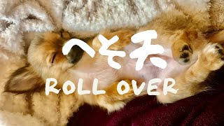 【お迎えして1か月】チワワのへそ天🐑Cute Chihuahua Puppy Fall Asleep