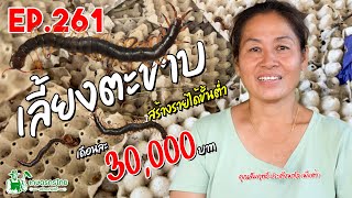 เลี้ยงตะขาบ ตัวโคตรใหญ่ 9 นิ้ว สร้างรายขั้นต่ำ 30,000 บาท/เดือน l เกษตรกรไทย สร้างรายได้ Ep261