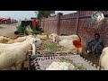 rajanpuri makhi chena bakre desi chatre aur sahiwali bachre lahore shahpur kanjra bakra mandi