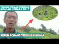 Kebun porang terluas di dunia menjadi pesaing terbesar dalam produksi porang indonesia