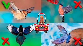 City birds for kids. Bird sounds for children. Educational video about animals for kids