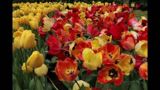 Best of Keukenhof 2016