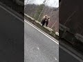 person comes across bears while driving along