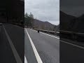 person comes across bears while driving along