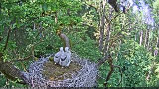 Black Storks nest / Melnā stārķa ligzda - video 08.06.2015