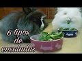 ENSALADAS PARA CONEJOS