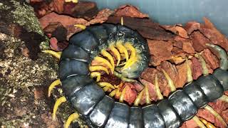 Scolopendra cingulata right after the molt