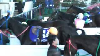 2008/12/27 JGI 中山大障害 レース直後