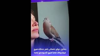 دەڵێن دوای نەمانی ئەم دەنگەهیچ خۆشیەک نەما ئاسودەی نەما..✨🥲