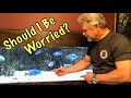 African Cichlids with No Place to Hide (Part 1) Should I Be Worried? - Will they Survive?