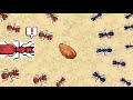 Pocket Ants RED ANTS - How to Raid Red Ant Nest