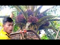 Amazing Oil Palm Harvest