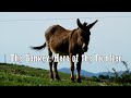 The Donkey: Hero of the Frontier