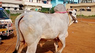 1..జంగా విజయభాస్కర్ రెడ్డి గారి పాలపళ్ళ గిత్తలు