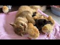 so funny and cute😂!Kittens take chickens home from the outdoors to sleep. Funny rooster and hen