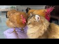 so funny and cute😂!Kittens take chickens home from the outdoors to sleep. Funny rooster and hen