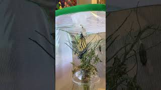 Butterfly Emergence Time-Lapse