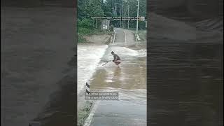 Passerby tries to save dog struggling in powerful floodwaters | #shorts #rescue