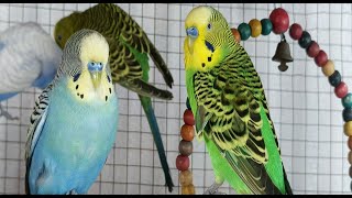 3 Hour Chirping of Parakeet Budgie Birds , Listen to Nature Bird Songs, Meditation to Reduce Stress