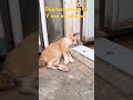 Какие они забавные 😸 животные интересно смешно