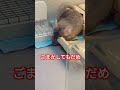 【chinchilla】トイレの隣でトイレするロキ チンチラ トイレ　＃チンチラ