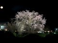 kyoto cherry blossoms