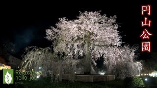 Kyoto Cherry blossoms \