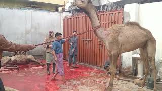 Camel Slaughter Sacrifice- #youtube, #slaughtahouse, #sacrifice #camel