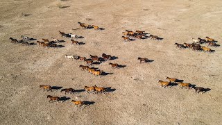 Gila River Wild Horses