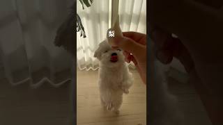 初めての梨を食べる犬 #チワマル #shorts