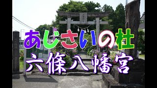 あじさいの杜　六條八幡宮（高知市春野町）で、すてきな紫陽花を撮ってきたよ！📸📹《撮影：2022.6.3》