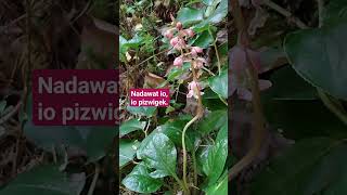 Rare wild plant. Abenaki Language translated. Wintergreen #abenaki #wintergreen