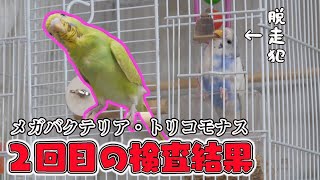 メガバクとトリコモナスがまさかの？！セキセイインコの雛が初ケージデビュー♪