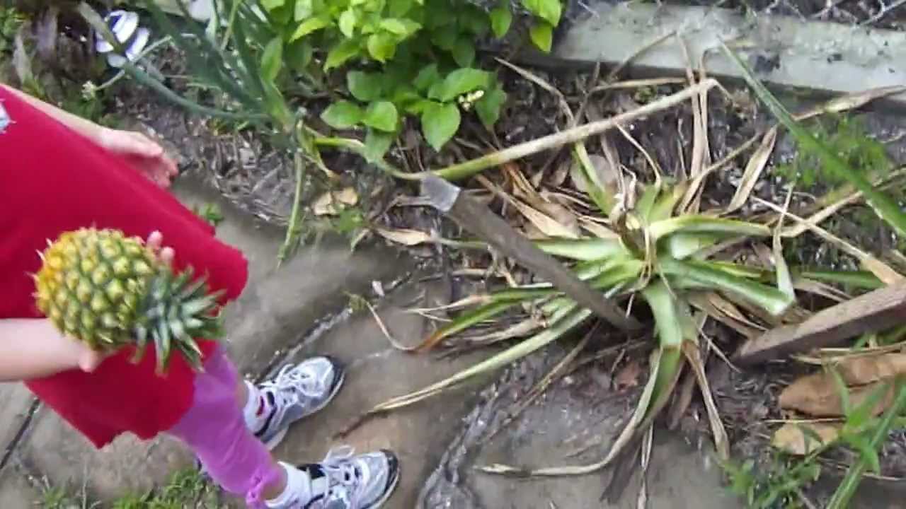 Picking Home Grown Pineapples Youtube