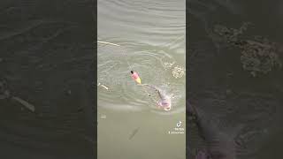 រីករាយថ្ងៃចុងសប្តាហ៍ #fishing