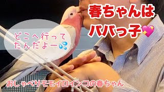 【帰ってきた！🕊】春ちゃんはパパが大好き💖【おしゃべりモモイロインコ】