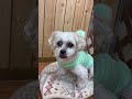 保護犬パーク長居店さんで、里親募集中のゴンくんpart15 シーズー シーズー大好き シーズー大好き部