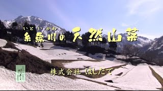 株式会社　はしだて　　糸魚川の天然山菜