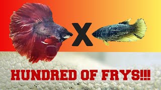 BETTA BREEDING | DTHM X HM | Part 1