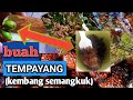 KACANG MALVA alias TEMPAYANG (buah semangkuk)tawar semangkok||buah langka yang tumbuh di hutan liar.